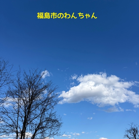 福島市内でのペット火葬の様子