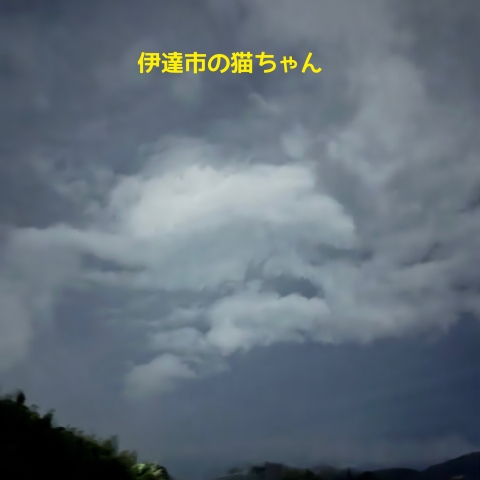 伊達市の猫ちゃんのお見送り